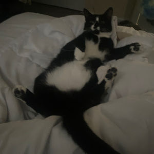 Meet your Posher, Ella